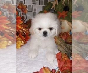 Pekingese Puppy for sale in MBORO, TN, USA