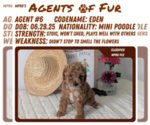 Small #9 Poodle (Miniature)
