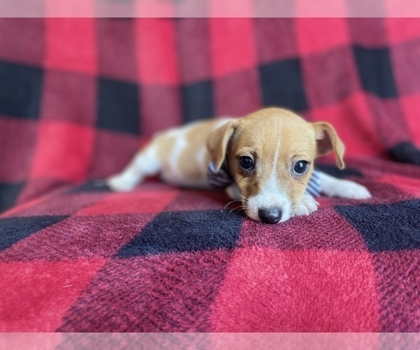 Medium Photo #5 Jack Russell Terrier Puppy For Sale in LAKELAND, FL, USA