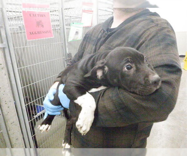 Medium Photo #1 Mutt Puppy For Sale in Oroville, CA, USA