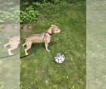 Small Photo #7 American Pit Bull Terrier-Staffordshire Bull Terrier Mix Puppy For Sale in Princeton, MN, USA