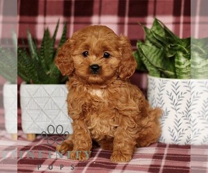 Cavapoo Puppy for sale in PARADISE, PA, USA