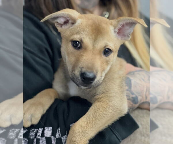 Medium Photo #1 Mutt Puppy For Sale in Dana Point, CA, USA