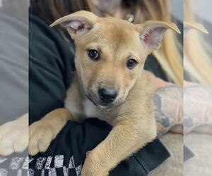 Mutt Dogs for adoption in Dana Point, CA, USA