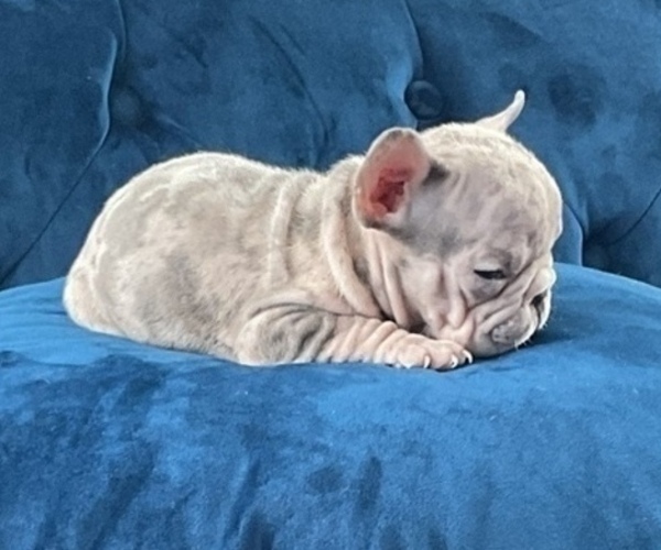 Medium Photo #12 French Bulldog Puppy For Sale in LAS VEGAS, NV, USA