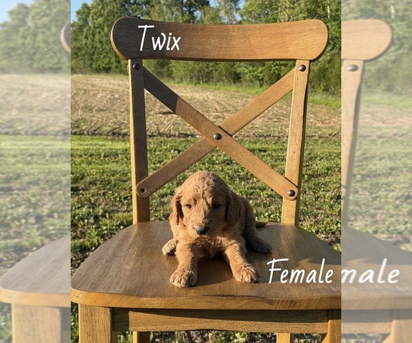 Medium Photo #4 Goldendoodle Puppy For Sale in MEDORA, IN, USA