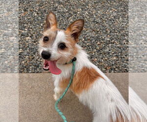 Mutt Dogs for adoption in Newport Beach, CA, USA
