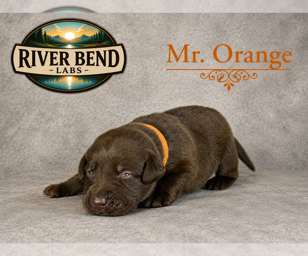 Medium Photo #1 Labrador Retriever Puppy For Sale in WHITNEY, TX, USA