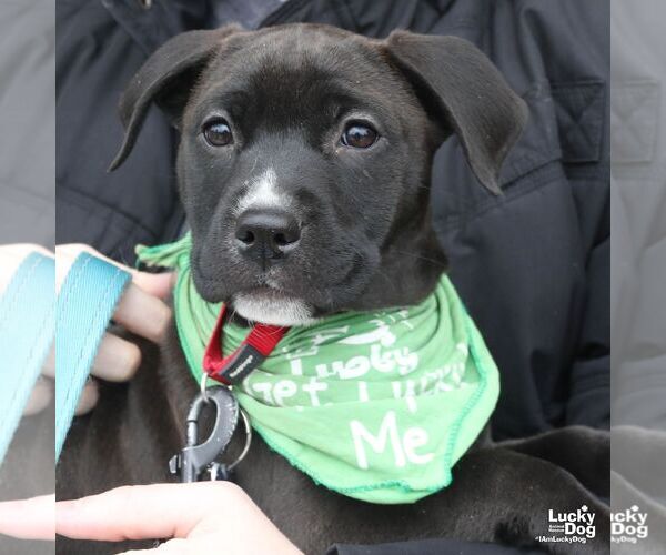 Medium Photo #2 Labrador Retriever-Unknown Mix Puppy For Sale in Washington, DC, USA