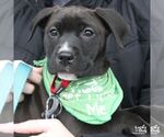 Small #1 Labrador Retriever Mix