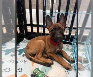 Mutt Dogs for adoption in Imlay City, MI, USA