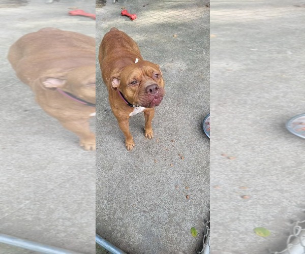 Medium Photo #7 Mutt Puppy For Sale in Hinton, WV, USA