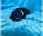 Puppy Reserved Labrador Retriever