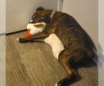 Small #3 Boxer