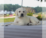 Small Photo #6 Labrador Retriever Puppy For Sale in GAP, PA, USA