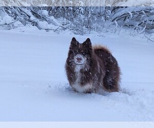Father of the Australian Shepherd-Siberian Husky Mix puppies born on 06/11/2025