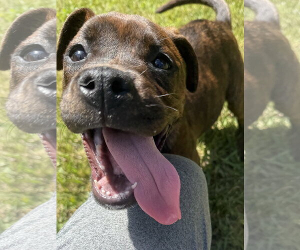 Medium Photo #1 Mutt Puppy For Sale in Mooresville, NC, USA