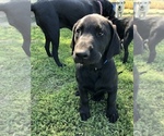 Small Photo #7 Labrador Retriever Puppy For Sale in TROUT LAKE, WA, USA