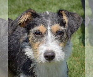 Medium Border Terrier Mix