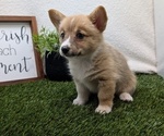 Small #1 Pembroke Welsh Corgi