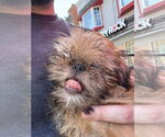 Small #4 Brussels Griffon