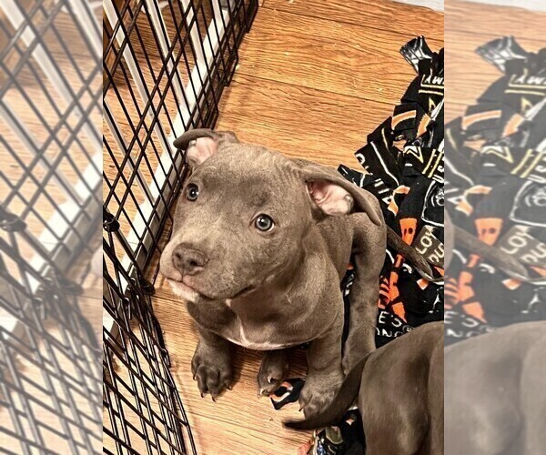Medium Photo #6 American Bully-American Staffordshire Terrier Mix Puppy For Sale in BENNETT, CO, USA