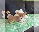 Small Pembroke Welsh Corgi