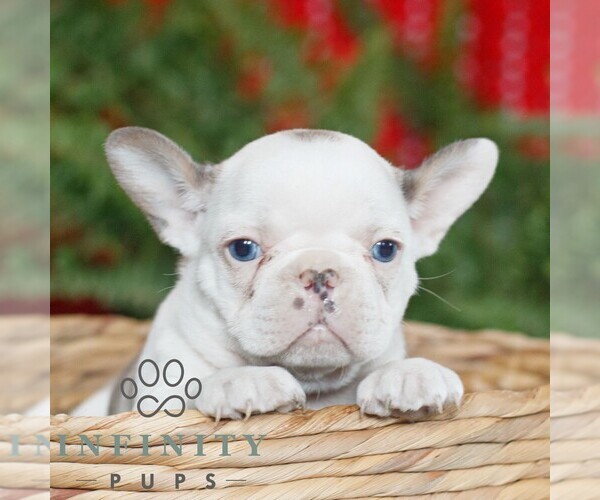Medium Photo #1 French Bulldog Puppy For Sale in RONKS, PA, USA