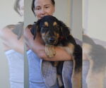 Small Australian Shepherd Mix