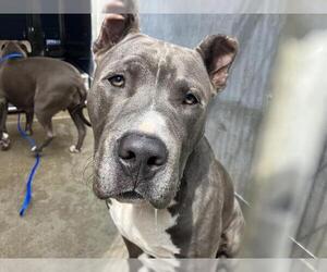 Mutt Dogs for adoption in Camarillo, CA, USA