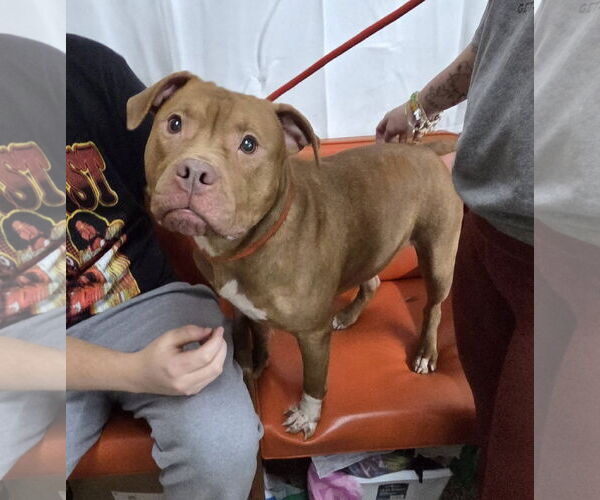 Medium Photo #1 Mutt Puppy For Sale in Martinsburg, WV, USA