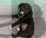 Small #2 German Shepherd Dog Mix