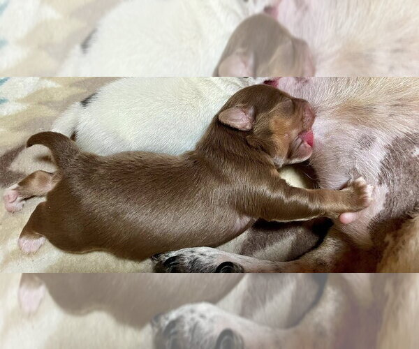 Medium Photo #4 Chihuahua-Unknown Mix Puppy For Sale in New York, NY, USA