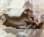 Small #3 Chihuahua Mix
