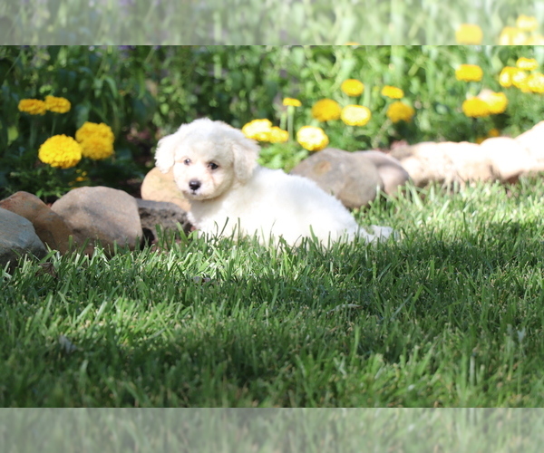 Medium Photo #7 Bichon Frise Puppy For Sale in HUMBOLDT, IL, USA