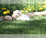 Small #6 Bichon Frise