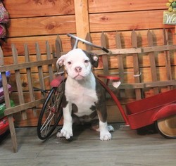 Olde Bulldog Puppy for sale in MURRIETA, CA, USA