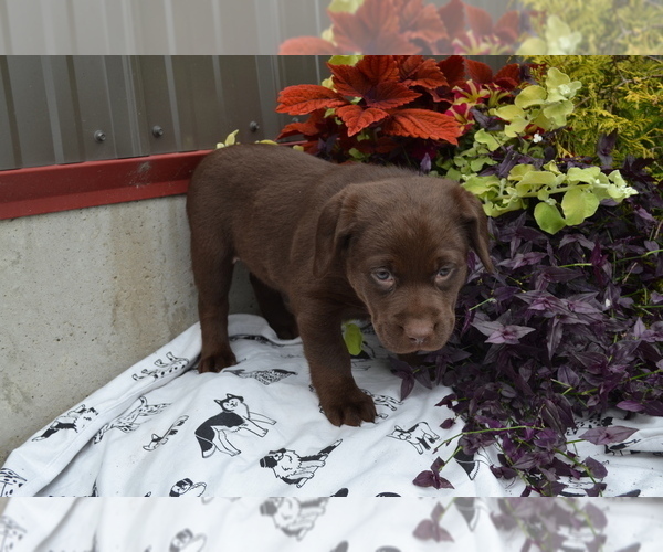 Medium Photo #2 Labrador Retriever Puppy For Sale in GREENWOOD, WI, USA