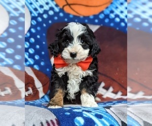 Miniature Bernedoodle-Poodle (Miniature) Mix Puppy for sale in KIRKWOOD, PA, USA