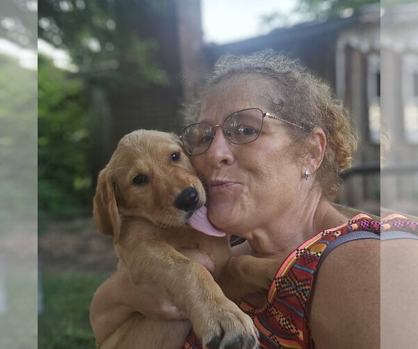 Medium Photo #3 Golden Labrador Puppy For Sale in Oakhurst, NJ, USA
