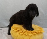 Puppy DMF B4 Labradoodle