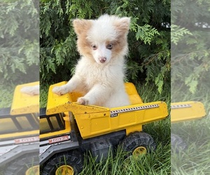 Pomeranian Puppy for sale in MIDDLEBURY, IN, USA