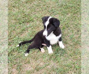 Border Collie Puppy for sale in WEST LIBERTY, KY, USA