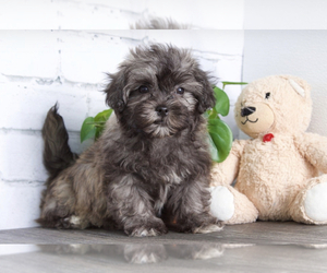 Zuchon Puppy for sale in RED LION, PA, USA