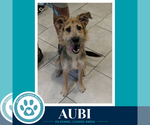 Aubi 100326 - Male Poodle (Standard)-Unknown Mix Dog for Adoption - Small photo