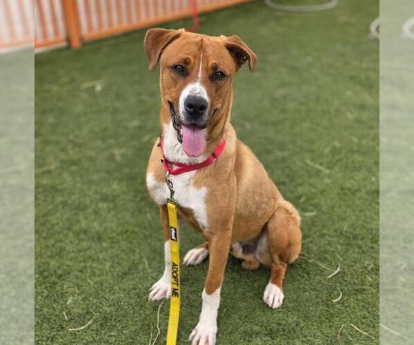 Medium Photo #1 Golden Retriever-Unknown Mix Puppy For Sale in Las Vegas, NV, USA