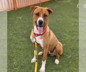 Golden Retriever-Unknown Mix Dogs for adoption in Las Vegas, NV, USA