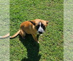 Small #9 German Shepherd Dog Mix