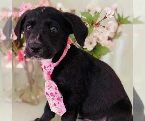 Medium Photo #9 Labrador Retriever-Unknown Mix Puppy For Sale in San Diego, CA, USA