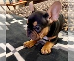 Small Photo #11 French Bulldog Puppy For Sale in FRESNO, CA, USA